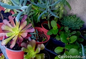 10 suculentas mix
