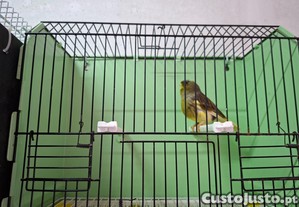 imagem_2