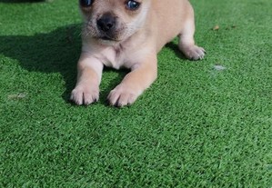 Chihuahua Mini puro descendente de blue