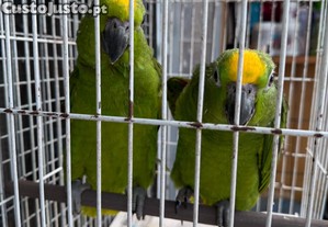 imagem_2