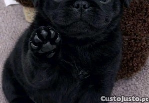 Lindos cachorros Pug de raça pura