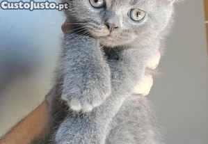 imagem_7