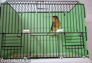imagem_8