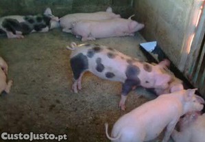 imagem_2