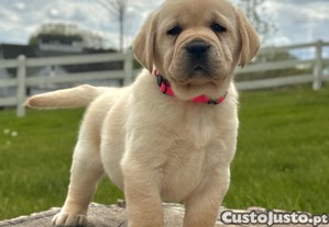 imagem_4