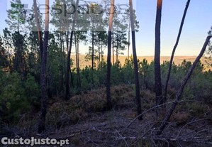 Terrenos De Aptido Florestal