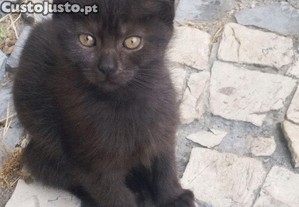 Gatinho para dar