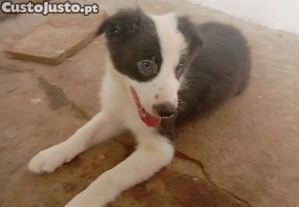 Border Collie puro   3 meses   Macho e Fêmea disponíveis