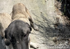 imagem_4