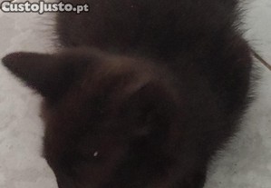 Gato para doação