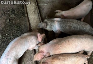 Leitões caseiros