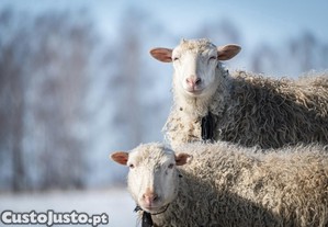 Casais de Ovelhas