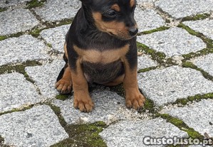Pinscher pincher com 2 meses