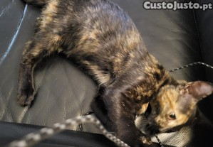 2 gatinhas super meigas