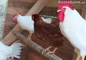 Ovos de galinha galados