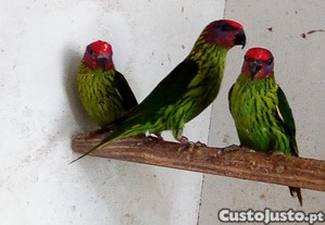 Aves - Papagaios - Loris/Goldiei