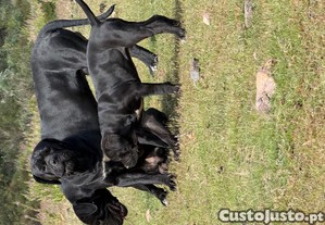 imagem_6