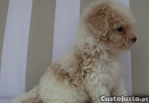 imagem_4