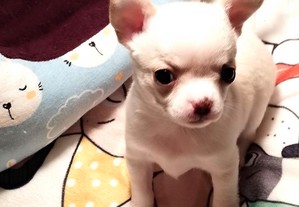 Fêmea bebé Chihuahua
