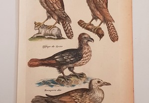 Gravura Original Séc. XVII Merian - Johnston 1657 Aves de Rapina