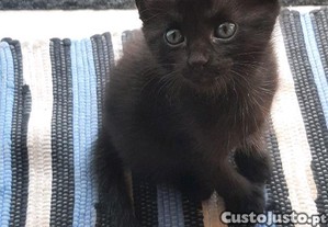 4 Gatinhas Pretas para doao responsvel