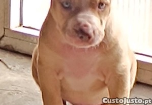 Procura: Macho nascido a 13/09