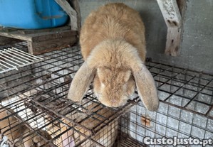 imagem_2