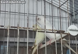 Casal de Periquitos