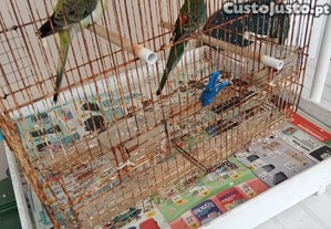 imagem_3