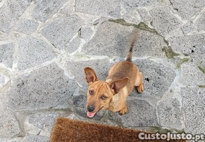 DOU um co raa PINCHER NASCIDO EM25-06-2024