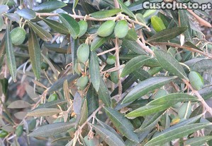 Azeite virgem das oliveiras