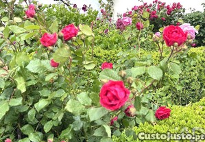 imagem_23
