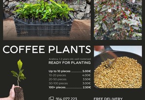 Plantas de café arábica