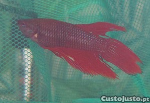 imagem_1