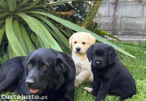 imagem_1