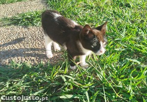 Gata pequena pretra e branca. Com 3 meses
