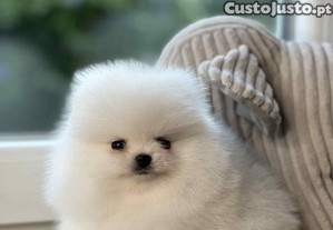 imagem_2