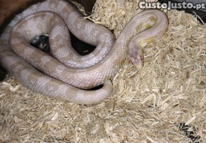 Cobra do milho snow