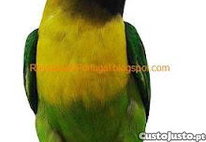 Procura: Personata ancestral