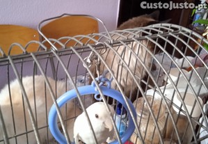 imagem_3