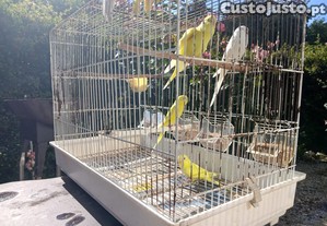 imagem_4