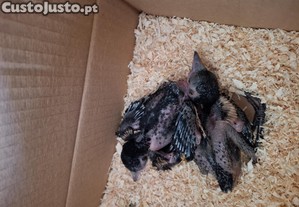 Peguinhas para acabar de criar a mão