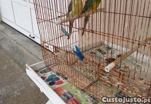 imagem_4