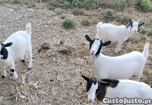 Cabras anãs