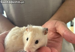 Doao de hamster