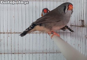 Casal Mandarins Gigantes