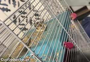 Hamsters de vrias cores