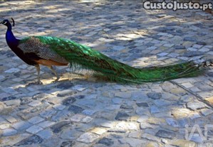 imagem_22