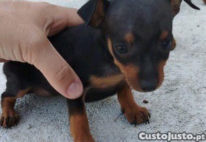 imagem_2