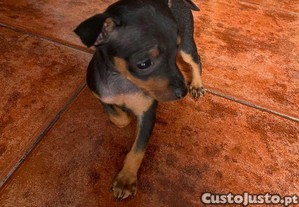 imagem_1